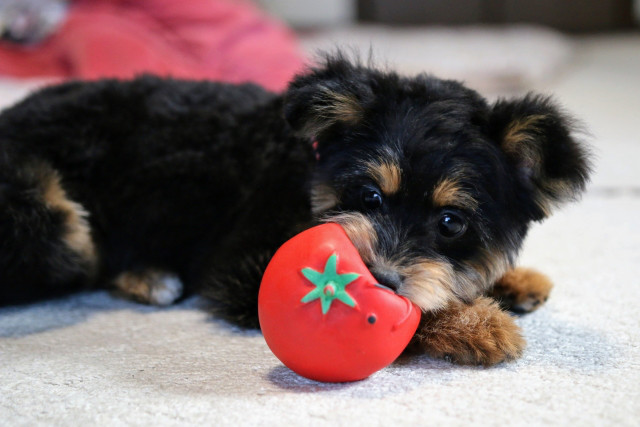 犬に野菜は必要？