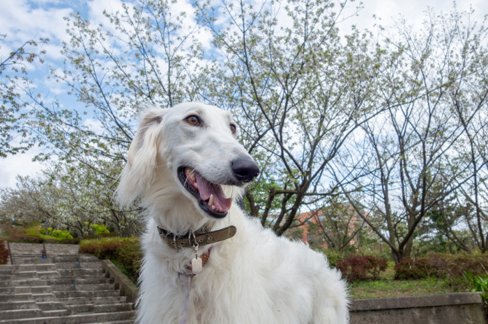 犬の視覚は白黒ってホント？～ 犬が見ている景色 ～